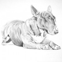 Bull Terrier Print by Meriel Burden
