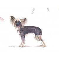 Chinese Crested Dog Print by Meriel Burden